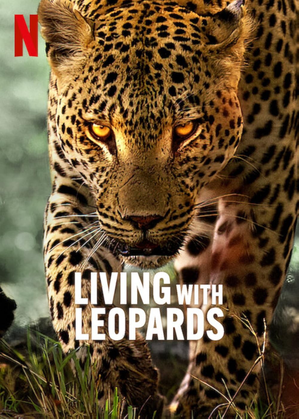 Living with Leopards - Living with Leopards (2024)